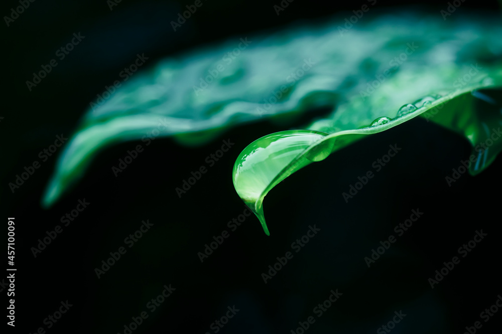 Fototapeta premium water drop on green leaf