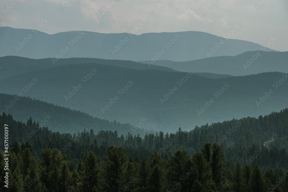 Beautiful trees on the slopes of the mountains in the Ulagan area of the Altai Republic