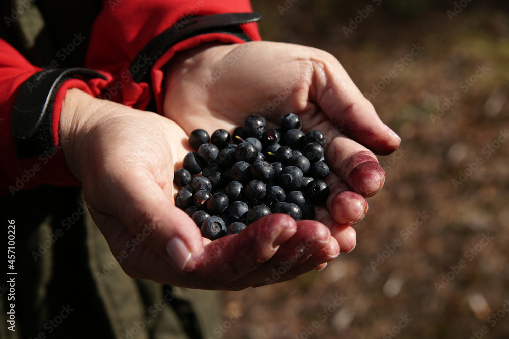 Blueberries in women's palms. Forest concept. Blueberries in women's palms. Forest concept.