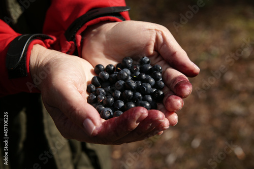 Blueberries in women's palms. Forest concept.