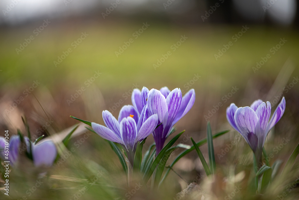 Fototapeta premium Spring background with flowering violet and purple, Crocus in early spring. Crocus Iridaceae ( The Iris Family )