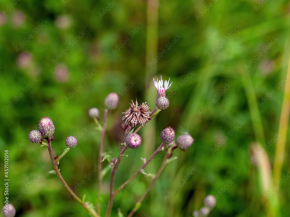 branches and thorns of burdock in the meadow branches and thorns of burdock in the meadow