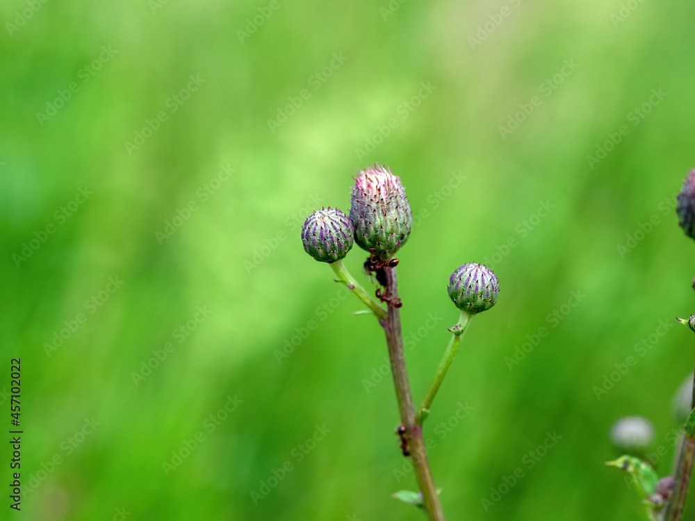 branches and thorns of burdock in the meadow