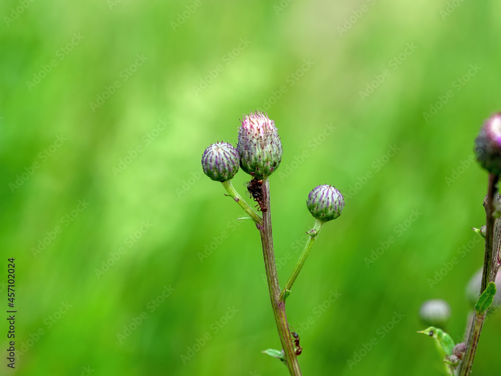 branches and thorns of burdock in the meadow branches and thorns of burdock in the meadow