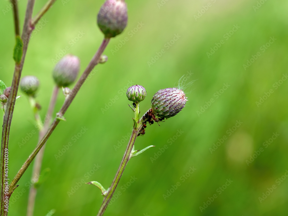 branches and thorns of burdock in the meadow branches and thorns of burdock in the meadow