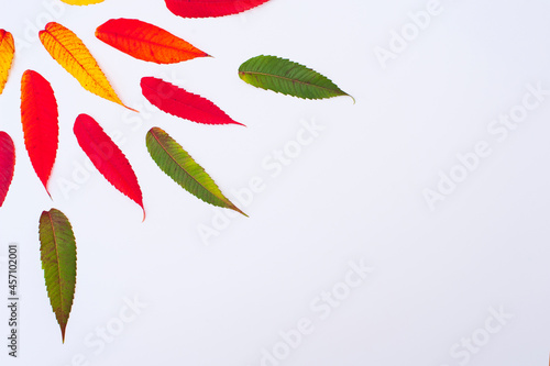 Creative concept of colorful autumn or fall leaves. Flat lay, top view. Changing season concept. Nature composition with paper card note copy space.
