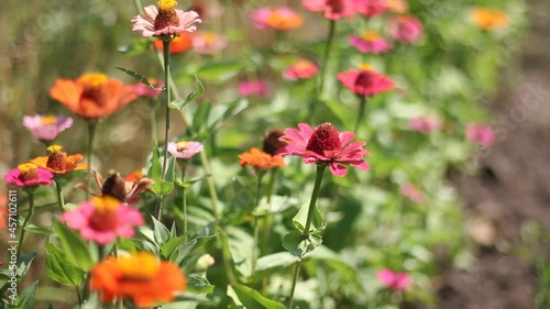 red poppies in the field