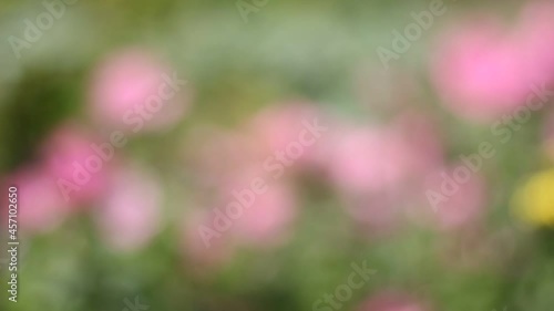 pink flowers in the garden