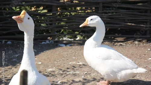 white goose on the lake