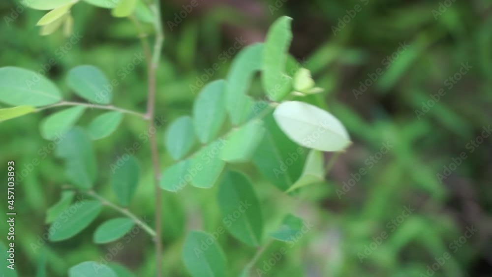 Katuk (Sauropus androgynus, star gooseberry) leaves with a natural background. Used as herbal medicine