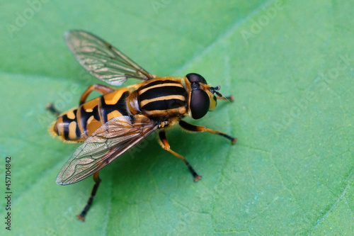 Фотография Closeup on the footballer hoverfly, Helophilus pendulus