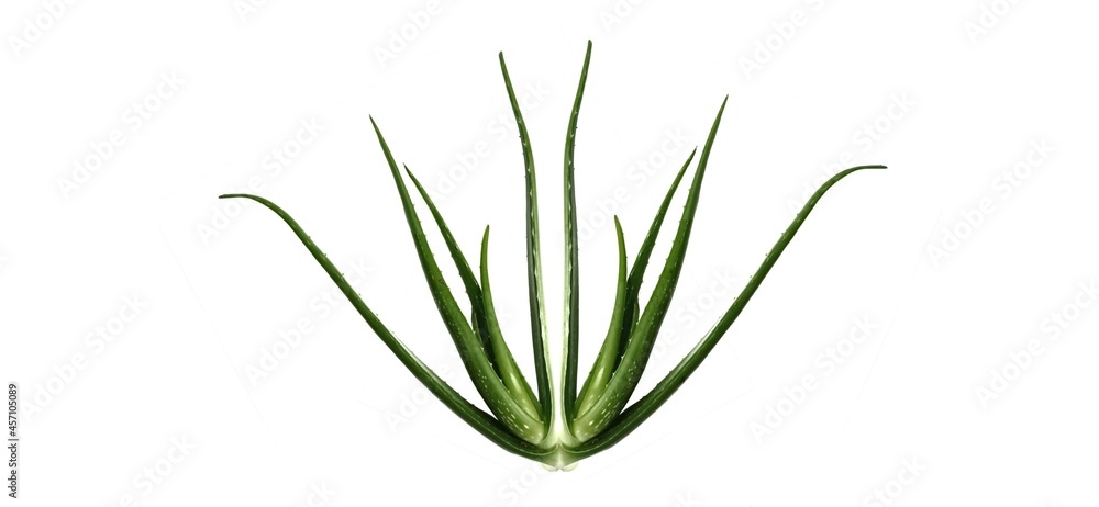 Fototapeta premium Aloe vera isolated on white