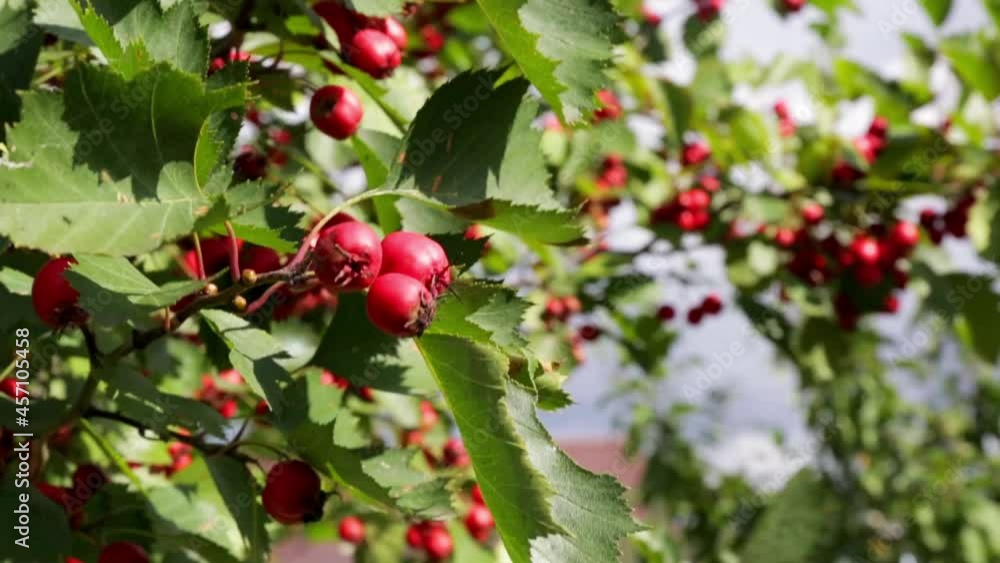 Ripe red hawthorn berries on green bush branches. Autumn time. Green bunch. A useful medicinal garden plant. HD footage video. Close-up view. Harvest season. Healthy herbal. Sunny and windy weather. Ripe red hawthorn berries on green bush branches. Autumn time. Green bunch. A useful medicinal garden plant. HD footage video. Close-up view. Harvest season. Healthy herbal. Sunny and windy weather.