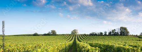 landscape near saumur in Parc naturel régional Loire-Anjou-Touraine with vineyards photo