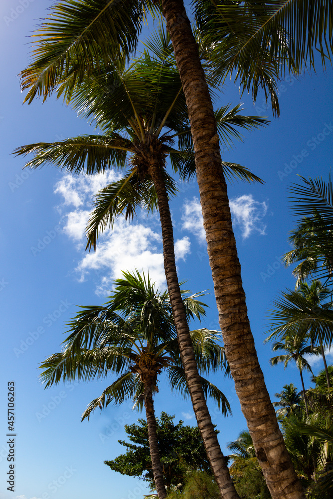 Huge coconut-producing palm trees. Tropical vacation landscape. Trees of the tropics.