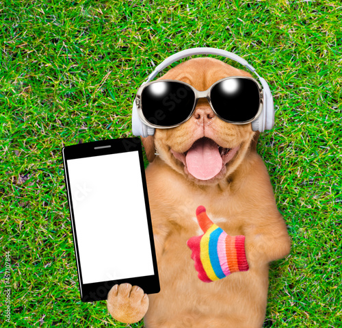 Funny puppy  wearing sunglasses lying on its back on summer green grass, listens music with headphones, shows smartphone with empty screen and thumbs up gesture © Ermolaev Alexandr