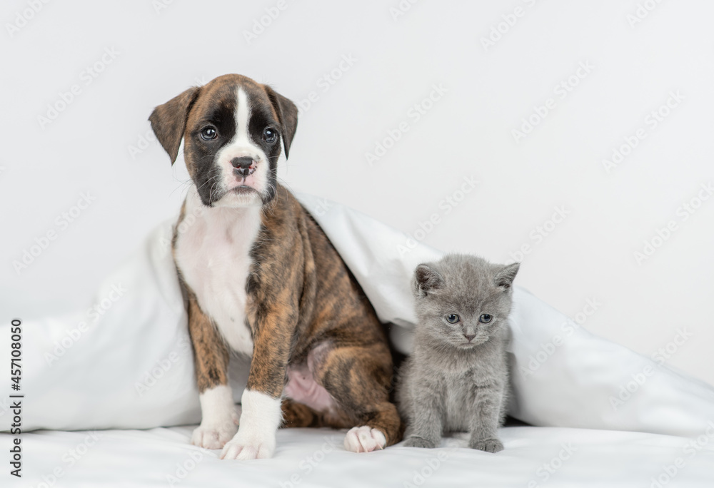 Obraz premium German boxer puppy and tiny kitten sit together under warm blanket on a bed at home