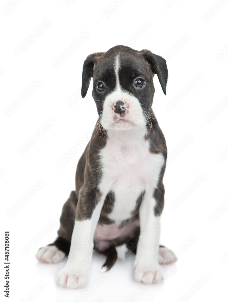 Portrait of young German boxer puppy sitting in front view and looking at camera. isolated on white background