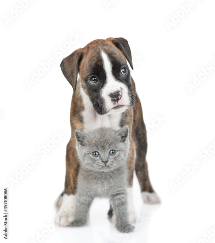 German Boxer puppy dog and kitten stand together in front view. isolated on white background