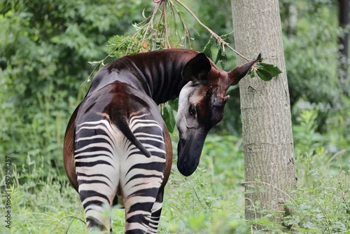 Fototapeta オカピ