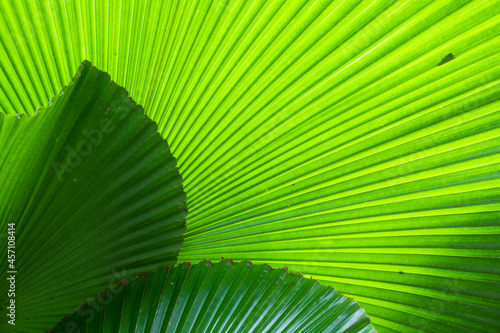 Green Fan Palm leaves with shapes and shadows , a Beautiful layout