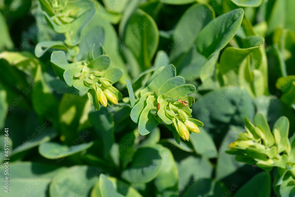 Fototapeta premium Smooth honeywort