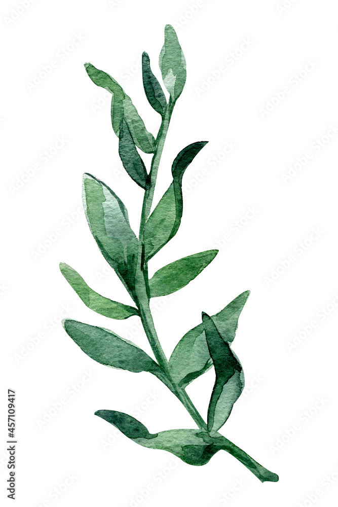 Watercolor illustration of a twig with leaves. Greenery clipart. Watercolor botany illustration, green succulent leaves. Tropical twig. Watercolor illustration of a twig with leaves. Greenery clipart. Watercolor botany illustration, green succulent leaves. Tropical twig.
