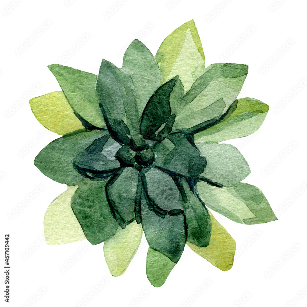 Watercolor illustration of a cactus. Clipart green succulent ...