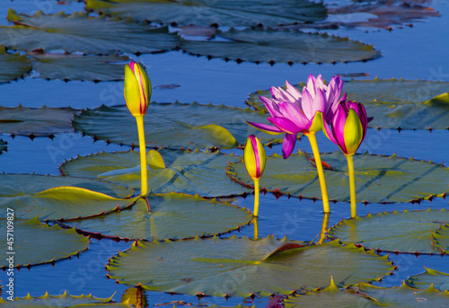 Pink Lotus and lily pads in gorgeous light and dark water, very pretty and appealing