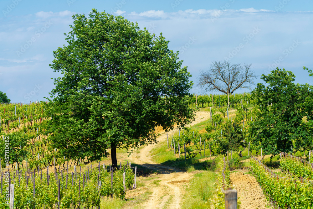 Fototapeta premium Vineyards of Monferrato near Gavi at springtime