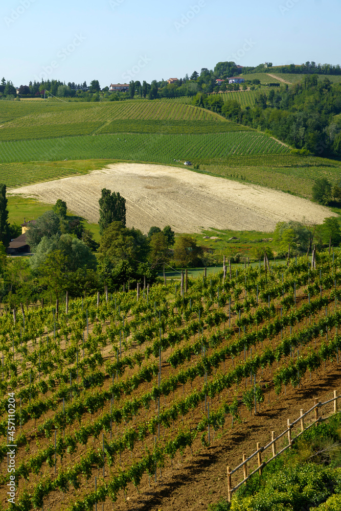 Vineyards of Monferrato near Nizza at springtime