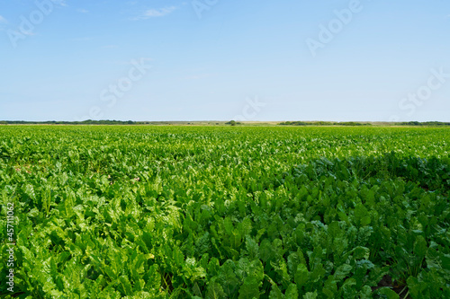Across a field of sugar beet growing under a blue summer sky