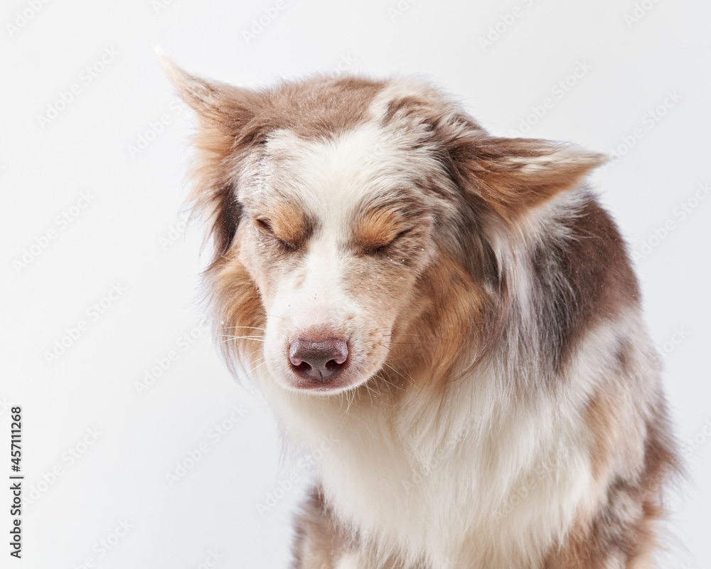 the dog shakes off. Happy Border Collie with funny muzzle. Pet on bright background