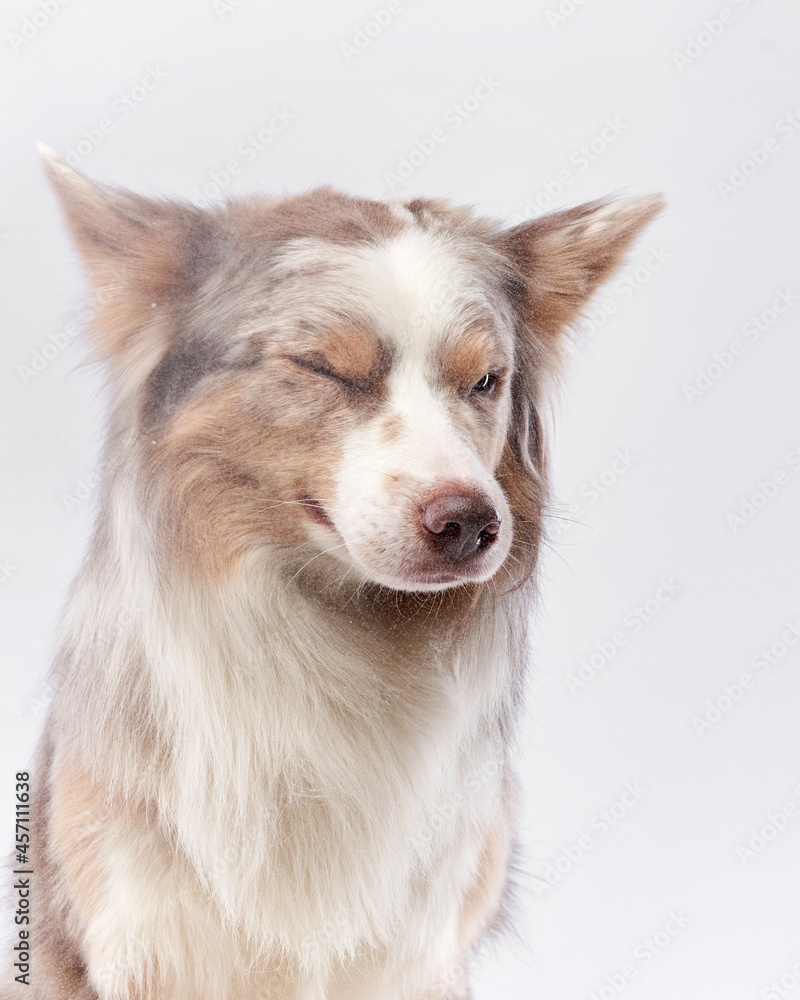 the dog shakes off. Happy Border Collie with funny muzzle. Pet on bright background