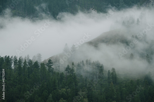 Fog floats over coniferous trees and cliffs in the Altai Mountains