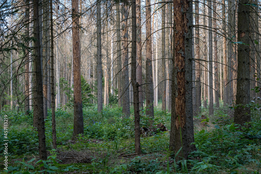 Obraz premium forest in the morning