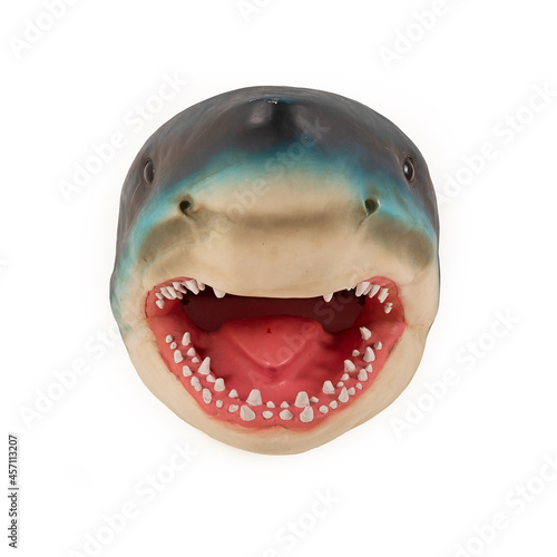 shark head model on white background