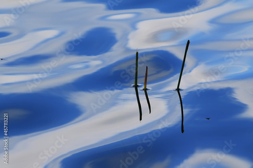 Beautiful swirl and highlights on blue lake water with 3 reeds growing through it