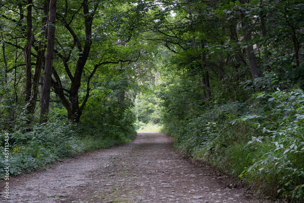 Obraz premium path in the woods