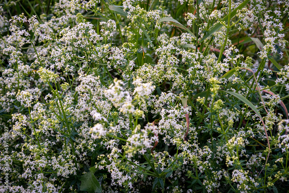 flowers of a lilac flowers of a lilac