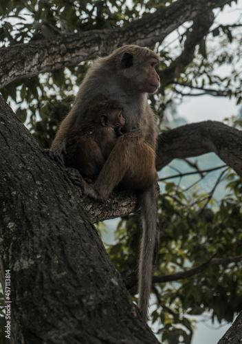 Mom and baby monkeys sitting on a branch watching around. While moneys in wildlife. Tropical forest nature, Goa, India. High quality photo © Aleksandr