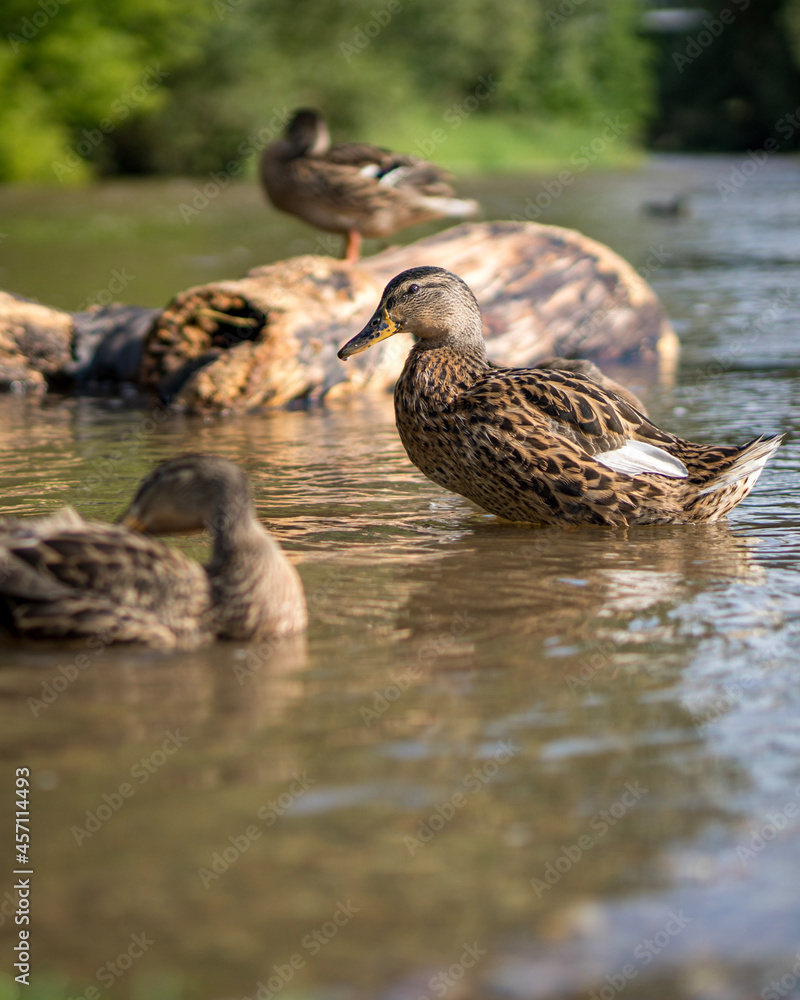duck and ducklings duck and ducklings