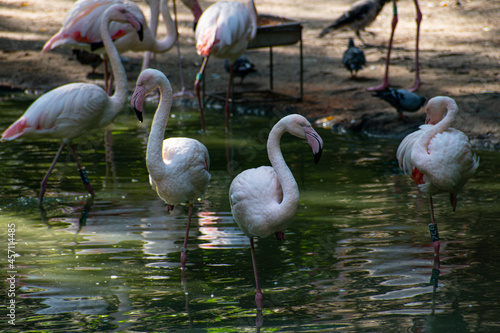 flamingos in the zoo close up in the pond