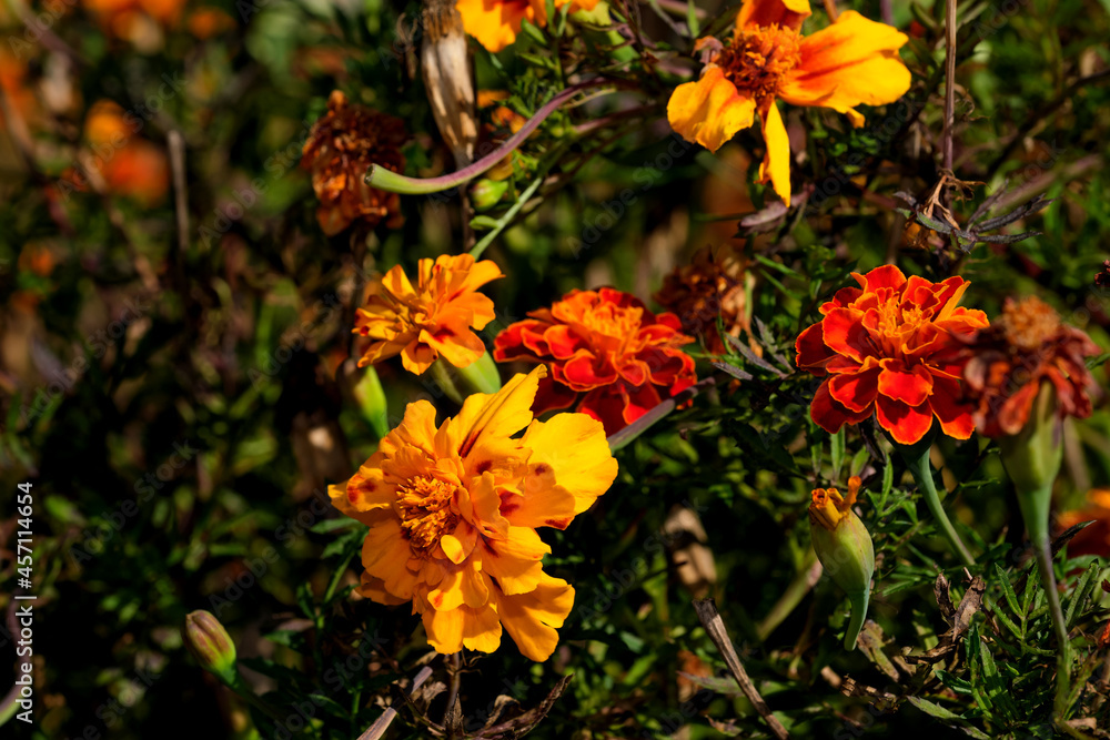 Autumn orange flowers close-up Autumn orange flowers close-up
