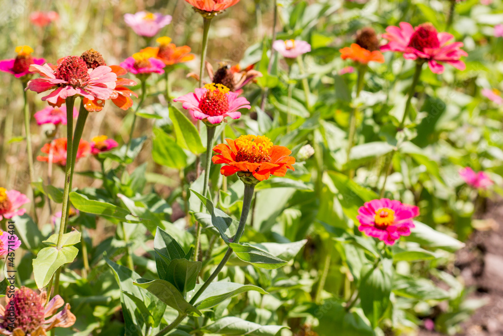 red and yellow flowers