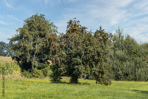 Portrait of an apple tree on a meadow