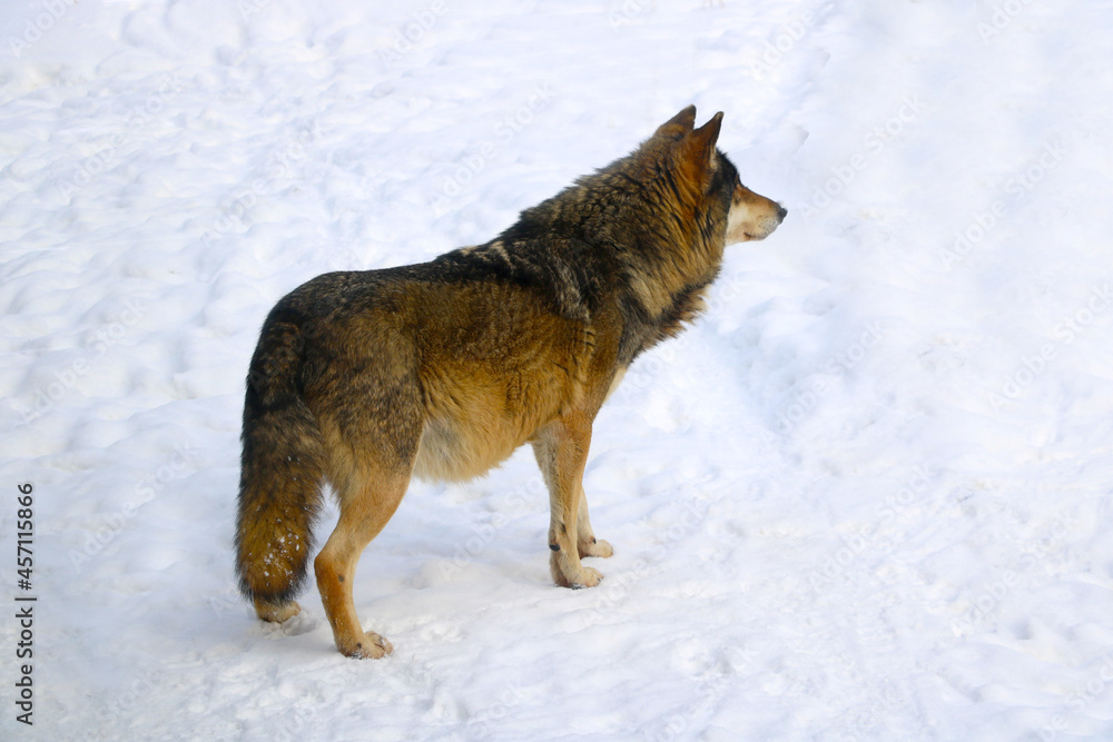 Obraz premium Close-up of an adult beautiful wolf against the background of snow.