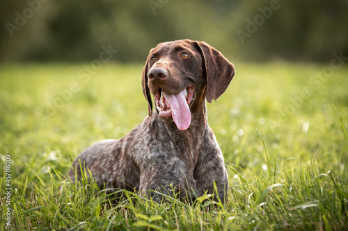 Cute German smooth-haired pointer rests in the green grass. High quality photo photo