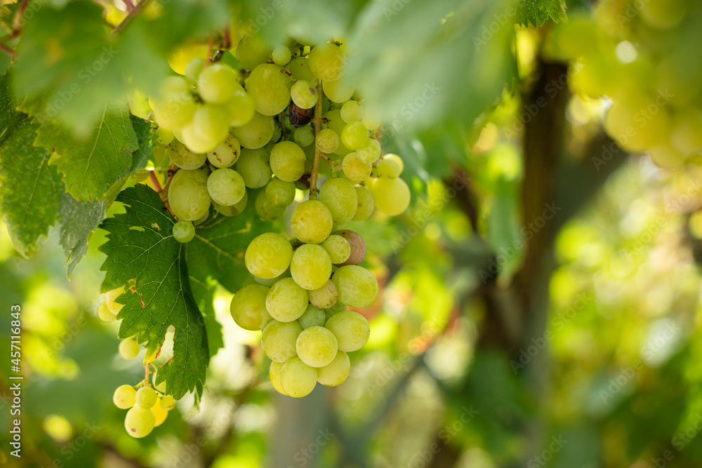 Grappe de raisin et feuille sur une vigne Grappe de raisin et feuille sur une vigne
