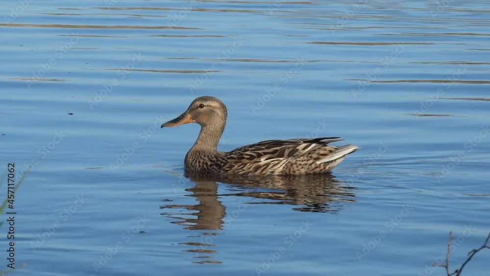A mother mallard duck swimming with her ducklings on a pond A mother mallard duck swimming with her ducklings on a pond
